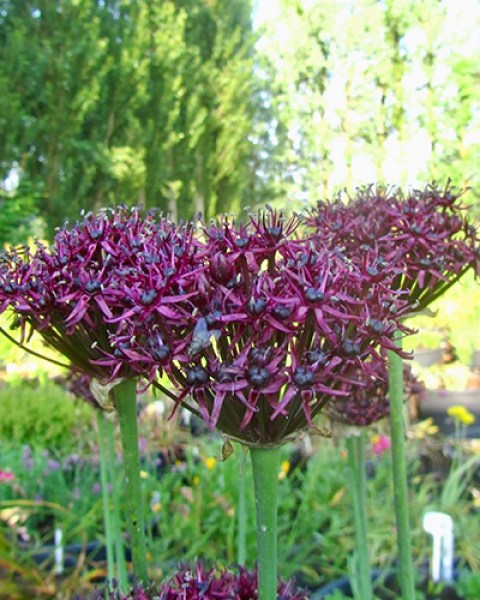 Allium atropurpureum.jpg